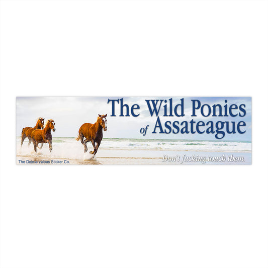 The Wild Ponies of Assateague